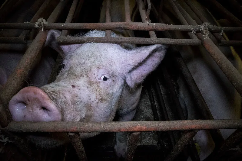 Mother pig trapped in a farrowing crate at Hall Farm in Norfolk