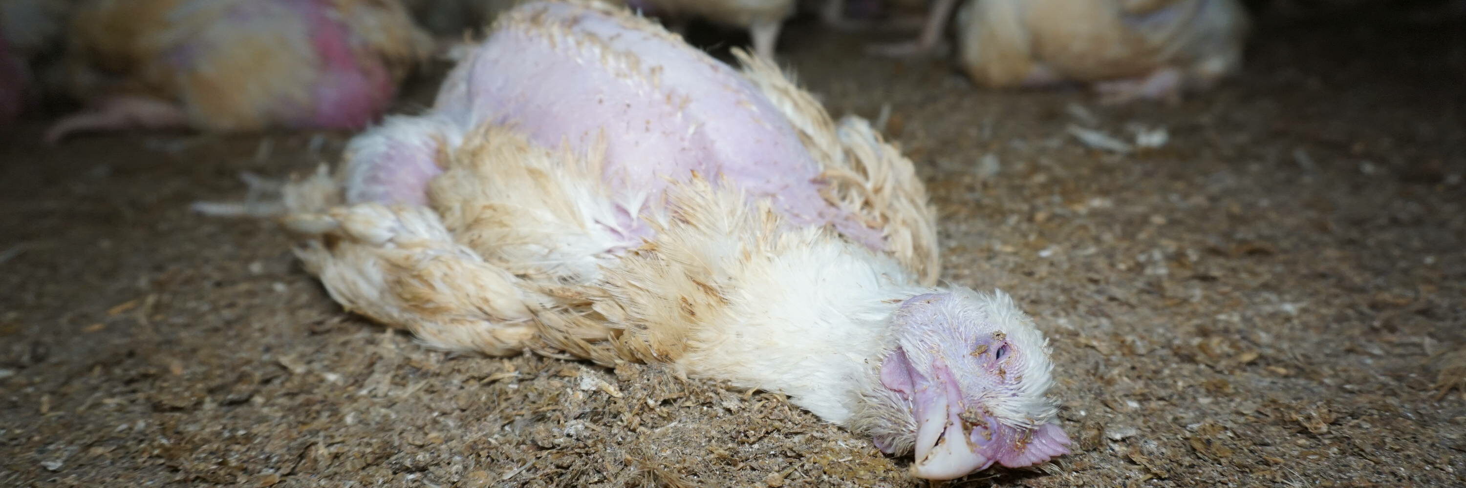 Dead chicken inside Red Tractor certified farm