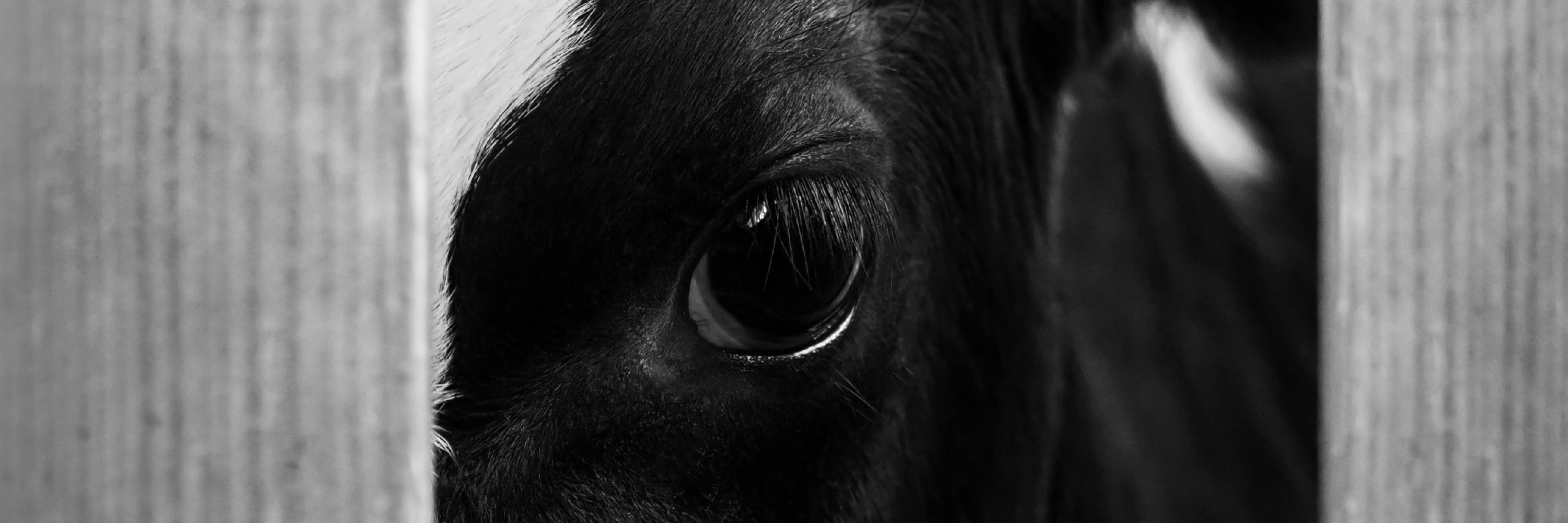 A cow looking through bars from inside a dairy farm