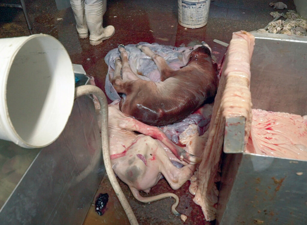 Unborn calves discarded on the slaughterhouse floor after being removed from their mother's womb after she was killed.  