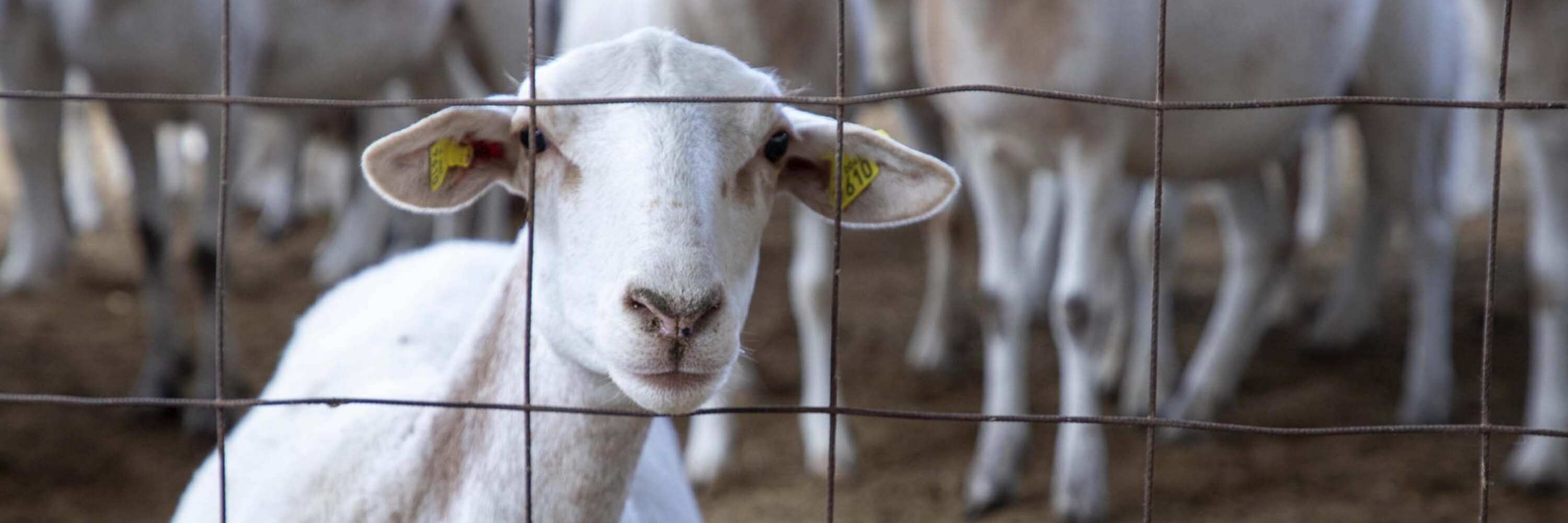 Lamb looking through metal wires of a pen on a farm