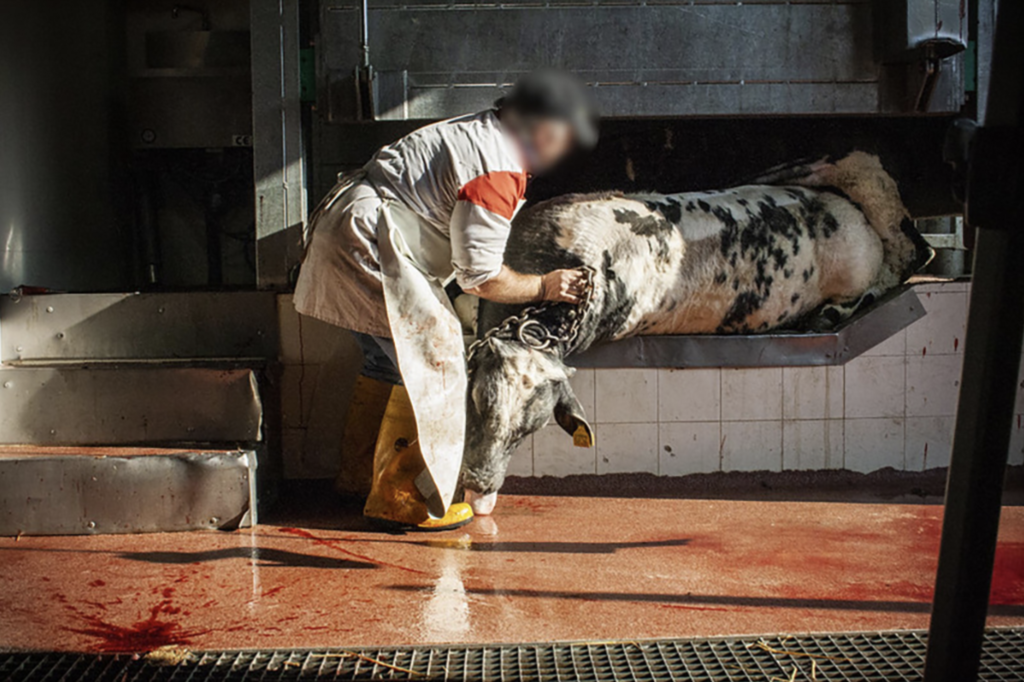 A cow while being bleed out inside a slaughterhouse 