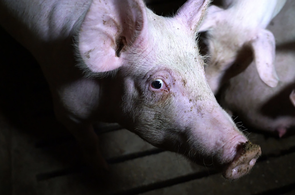 Our Investigations Into Slaughterhouses | Animal Equality UK