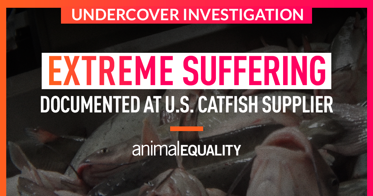 Investigation Fish Killed While Conscious Animal Equality UK