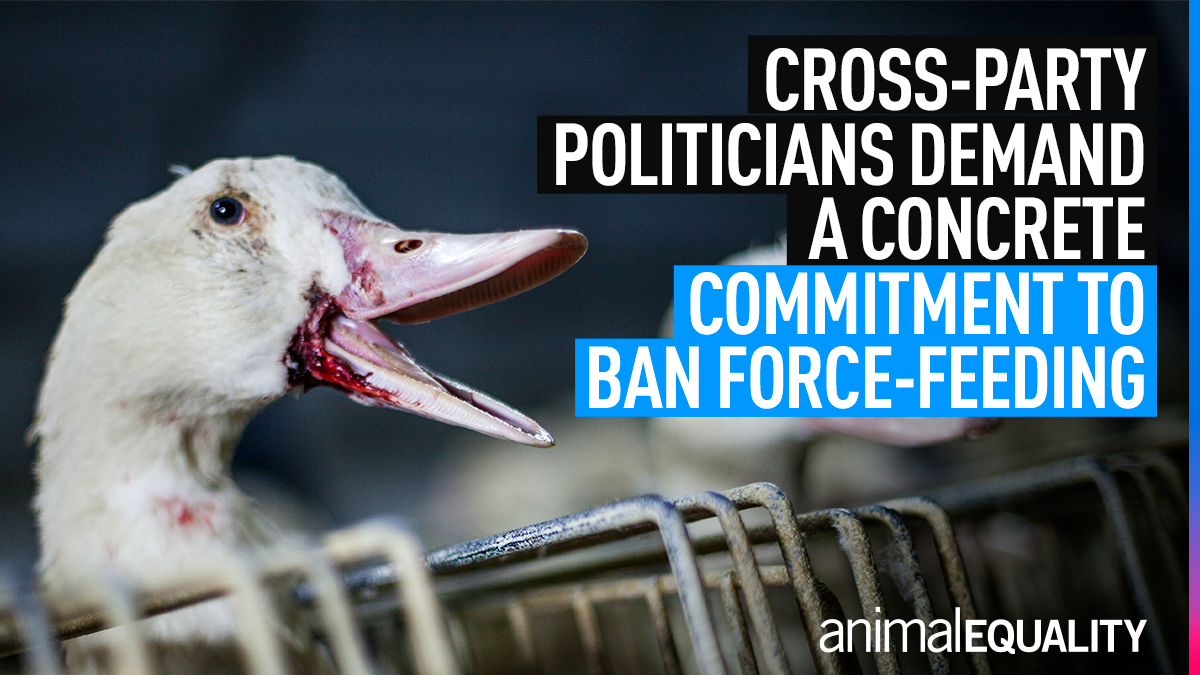 MPs Demand Urgent Foie Gras Ban Meeting Animal Equality UK