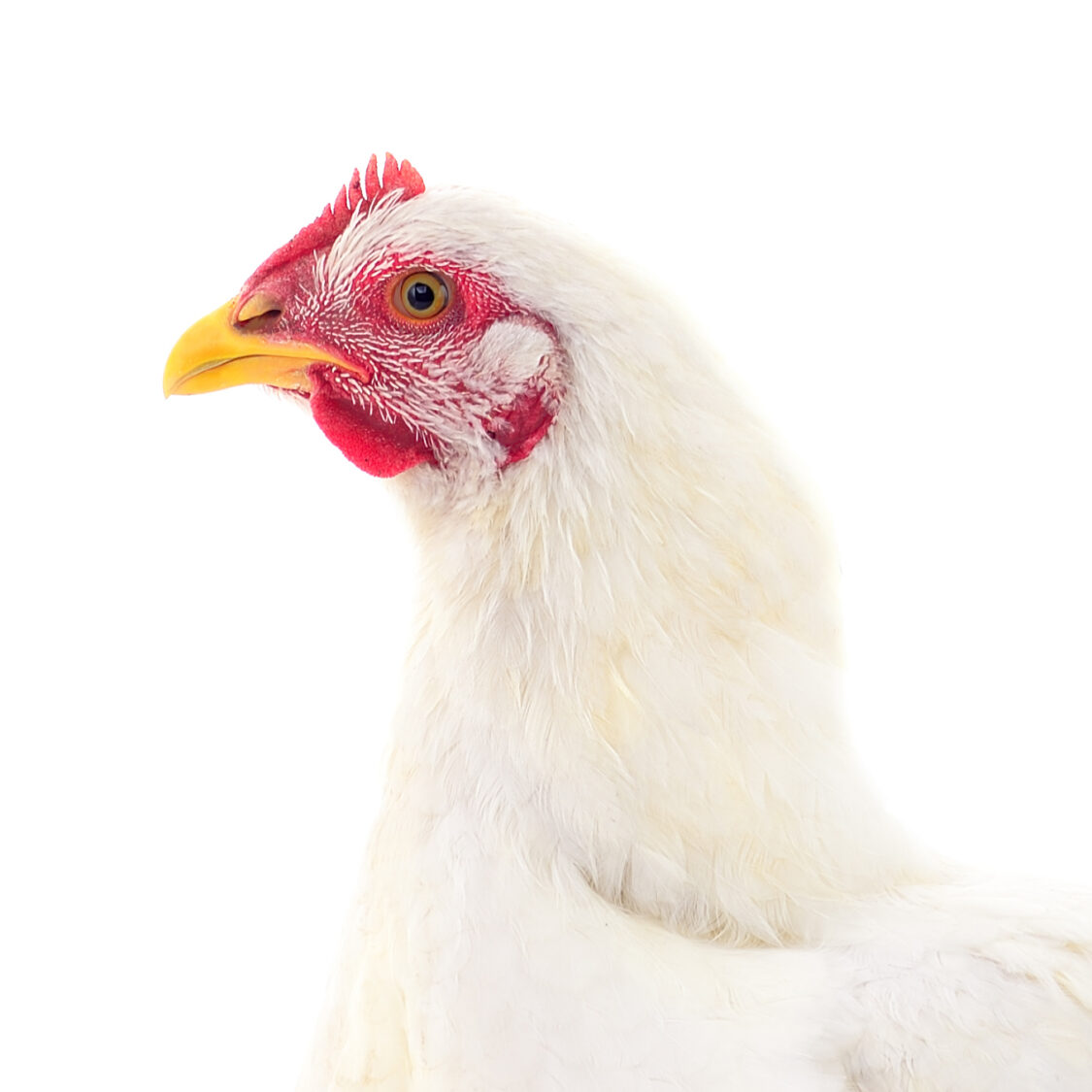 Subway To End The Worst Abuses Of Chickens Animal Equality UK