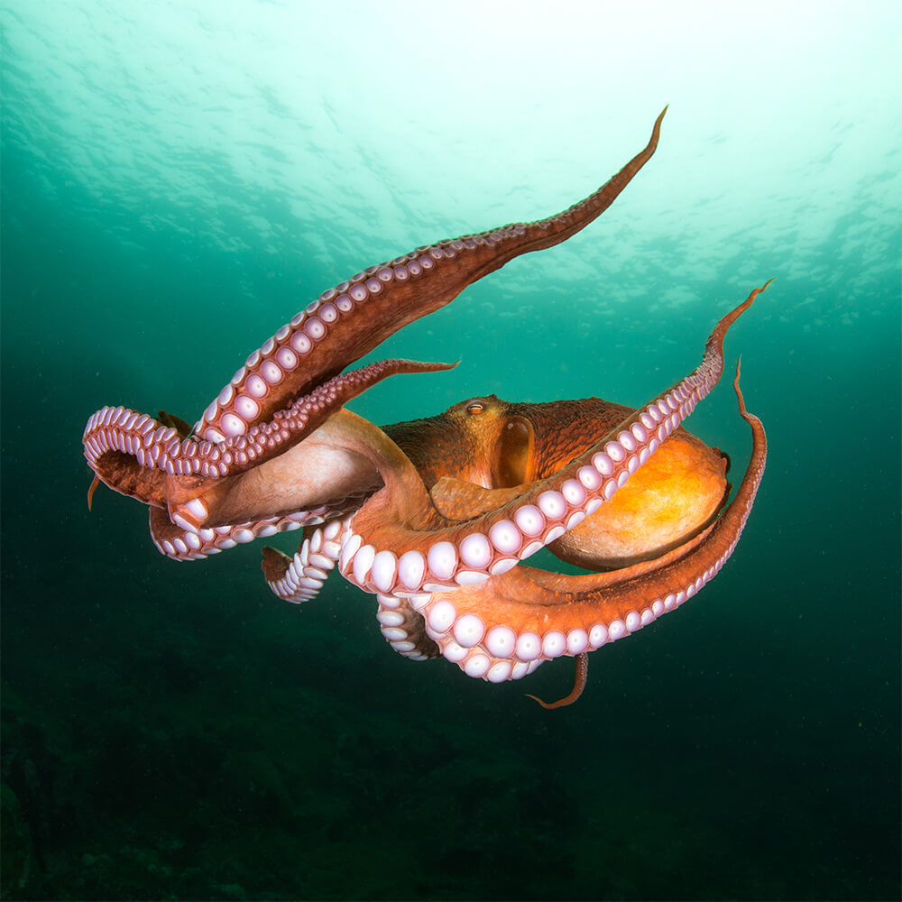 A red octopus swimming in the ocean