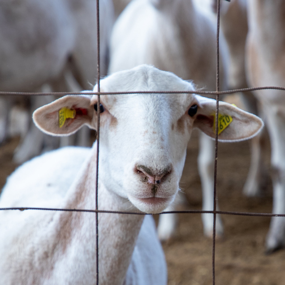 Lamb looking through metal wires of a pen on a farm