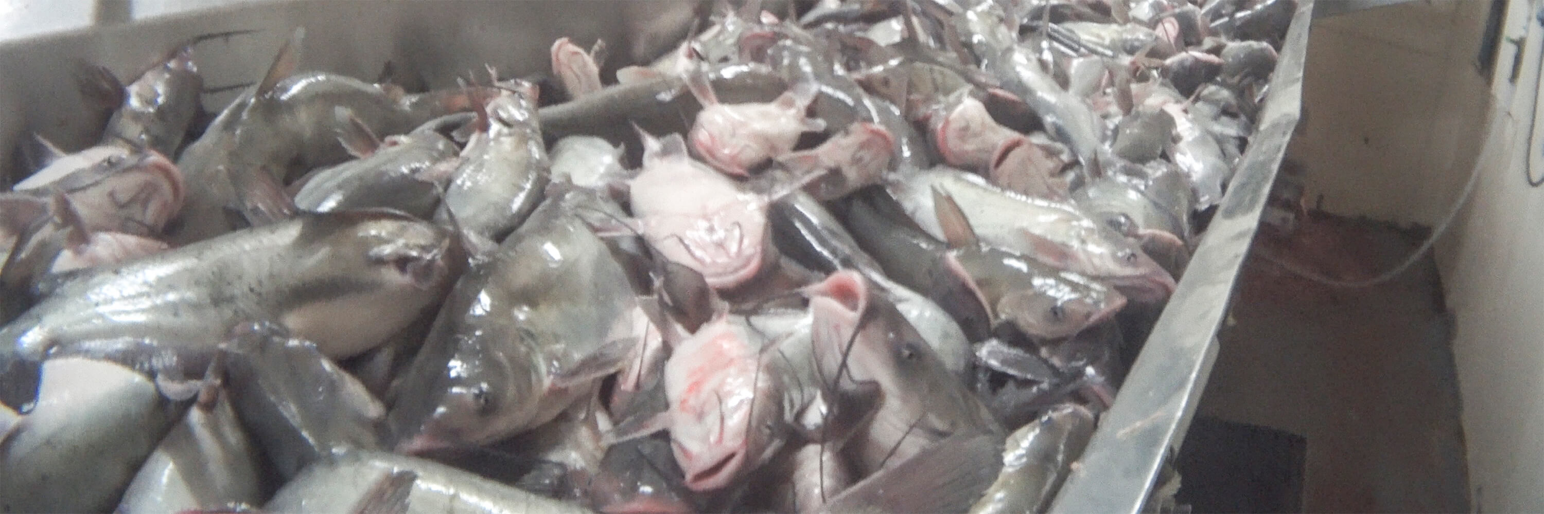 Fish Killed While Conscious at US Catfish Slaughterhouse