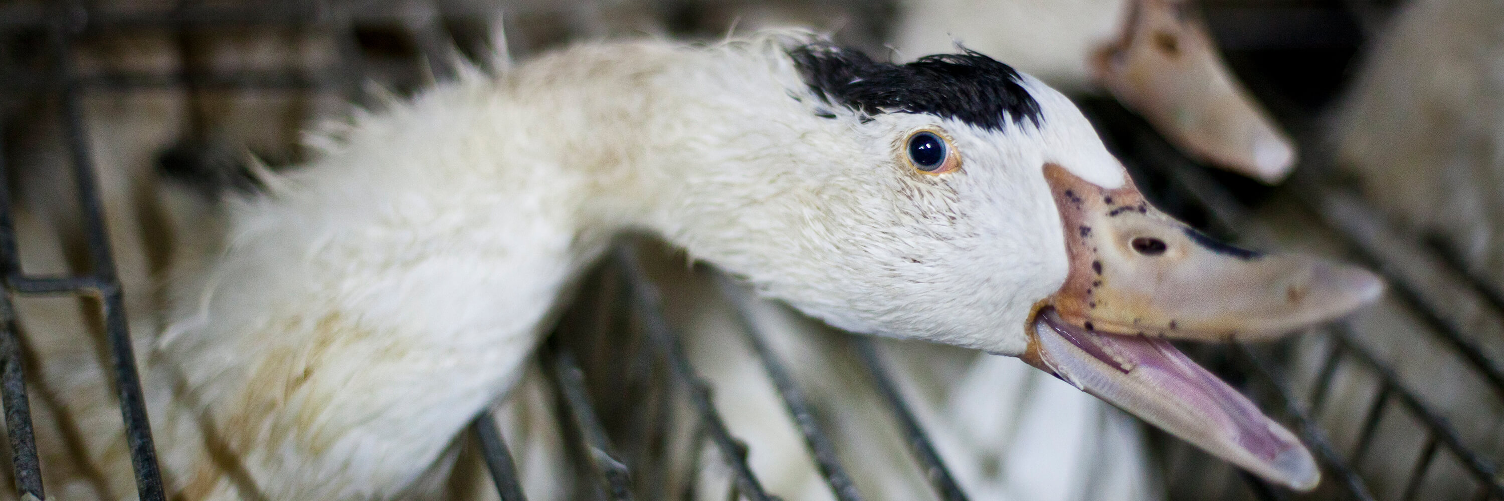 A duck in a cage on a foie gras farm