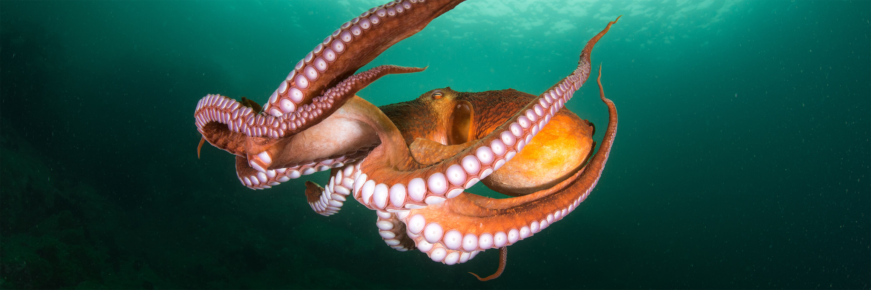 An orange octopus swimming in the ocean