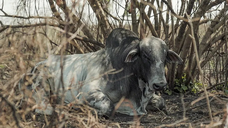 A cow lying down amongst trees which have been burnt in Brazil's fires