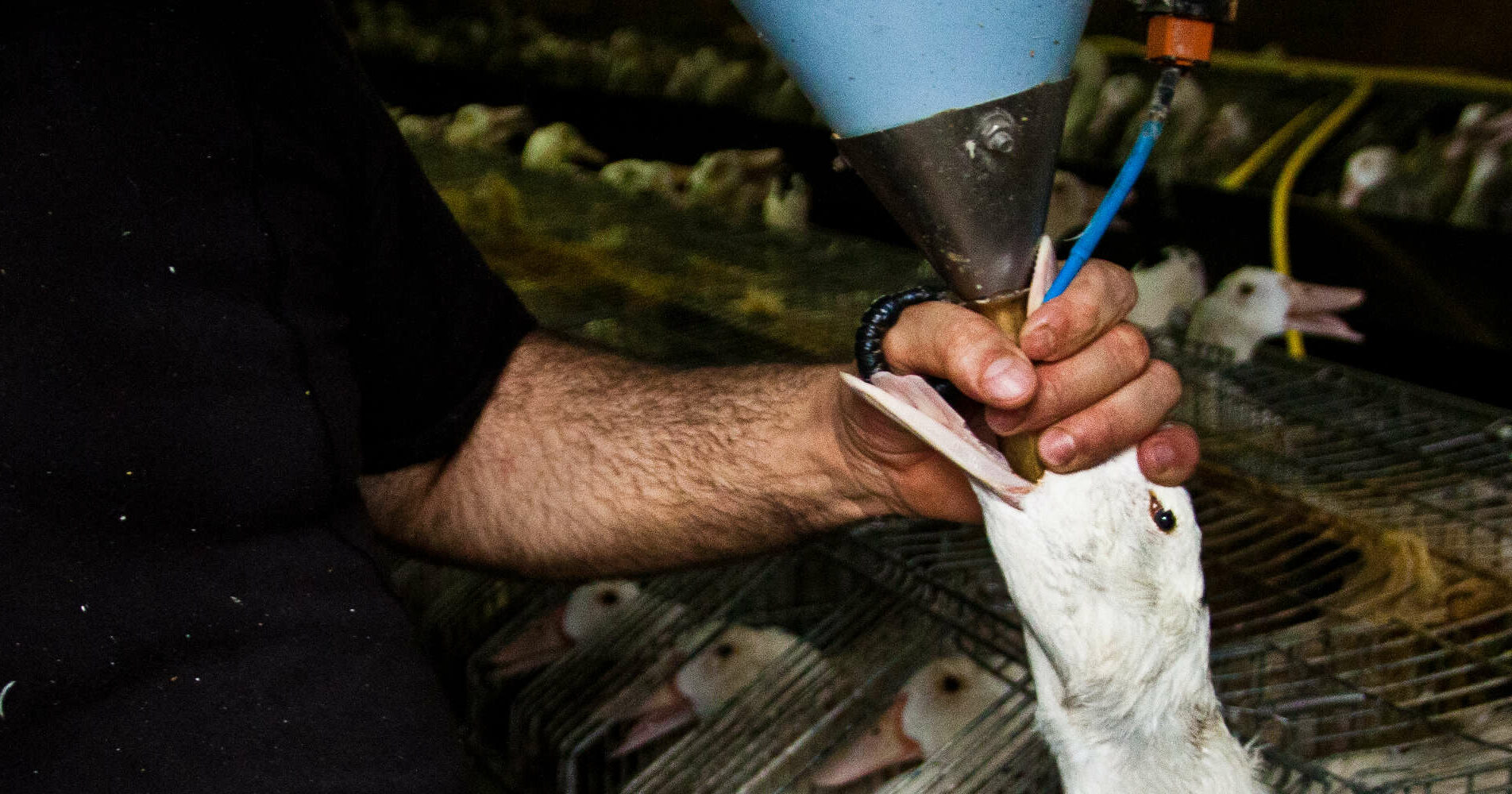 International Call for UK Foie Gras Ban Animal Equality UK