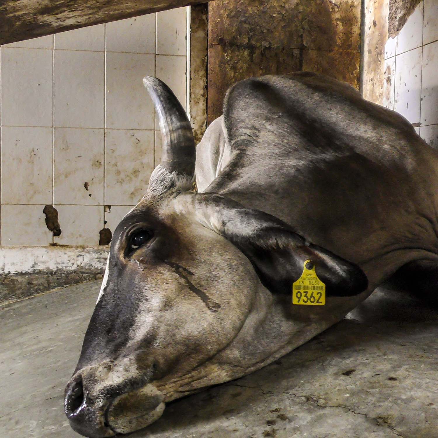 Cow lying on a slaughterhouse floor