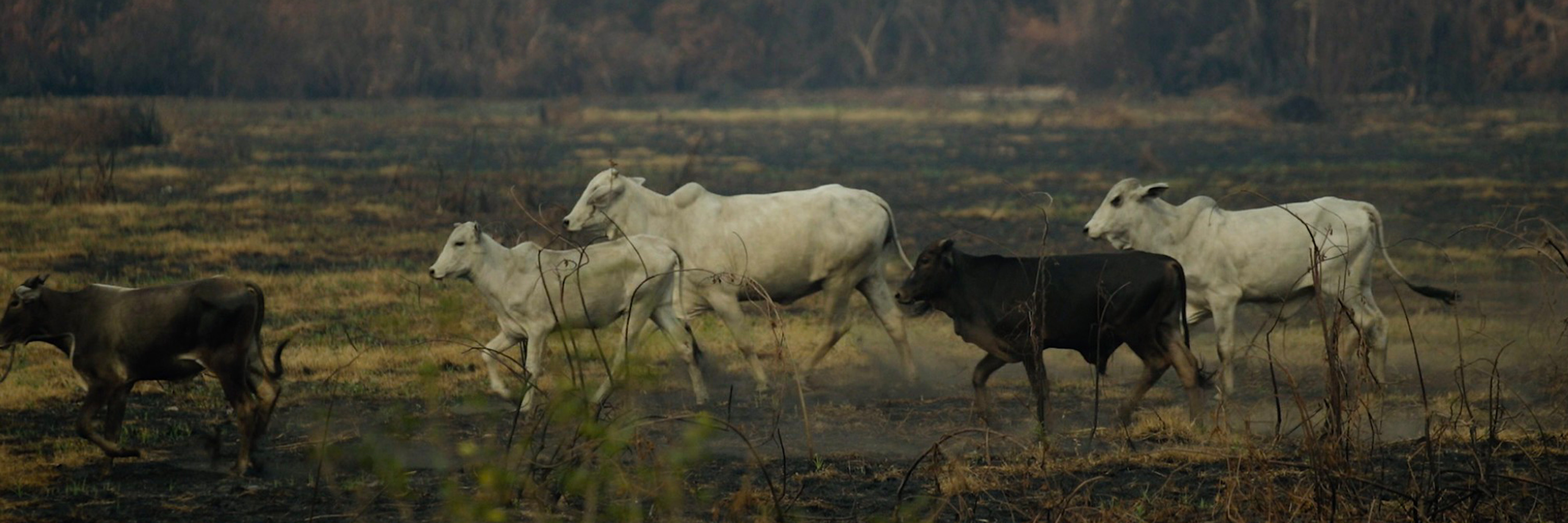 Cows in a deforested area of Brazil