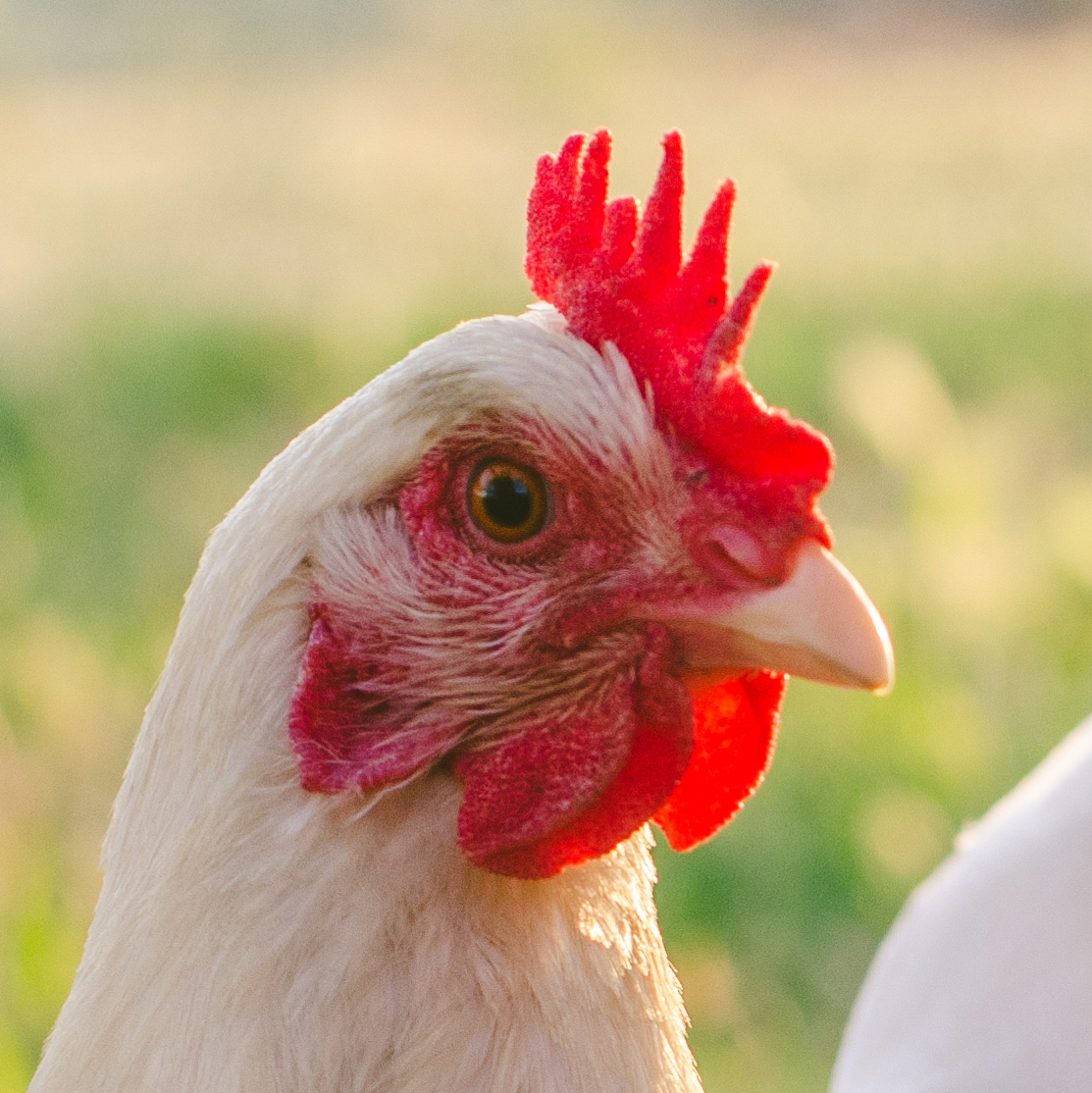 White chicken with red comb and wattle