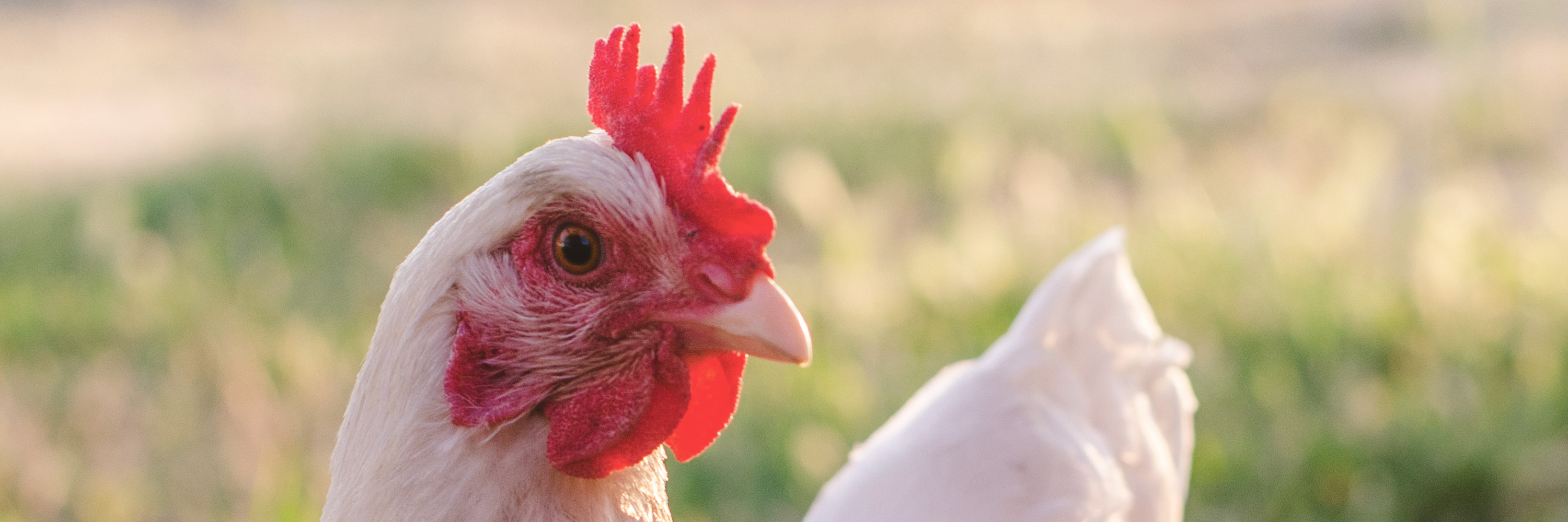 White chicken with red comb and wattle