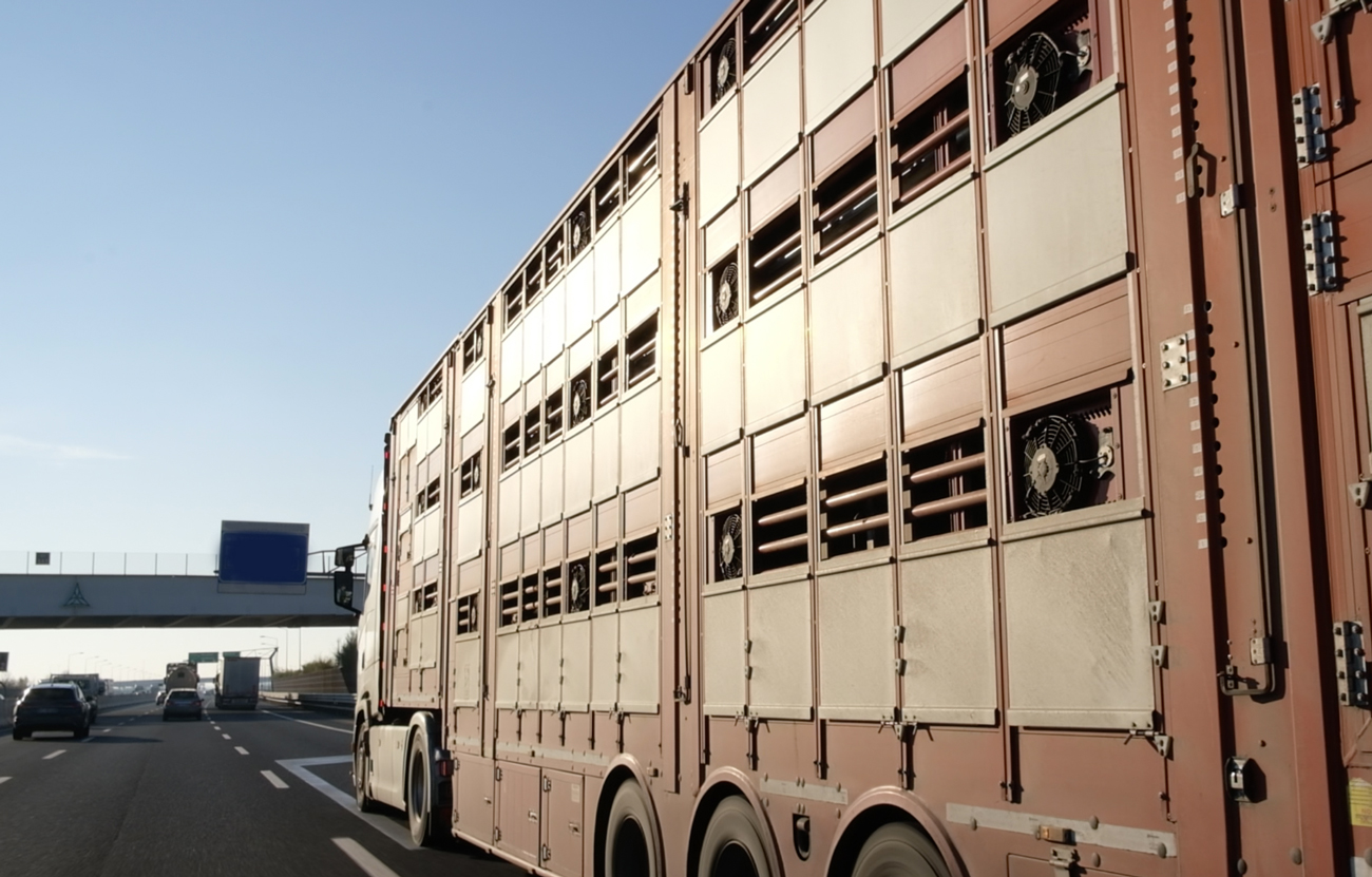 The Long Journey to the Slaughterhouse | Animal Equality UK