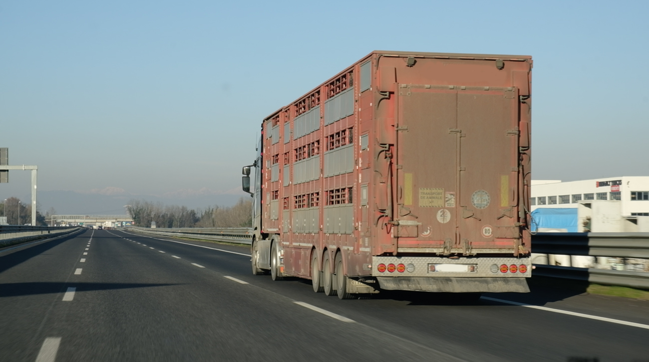 The Long Journey to the Slaughterhouse | Animal Equality UK