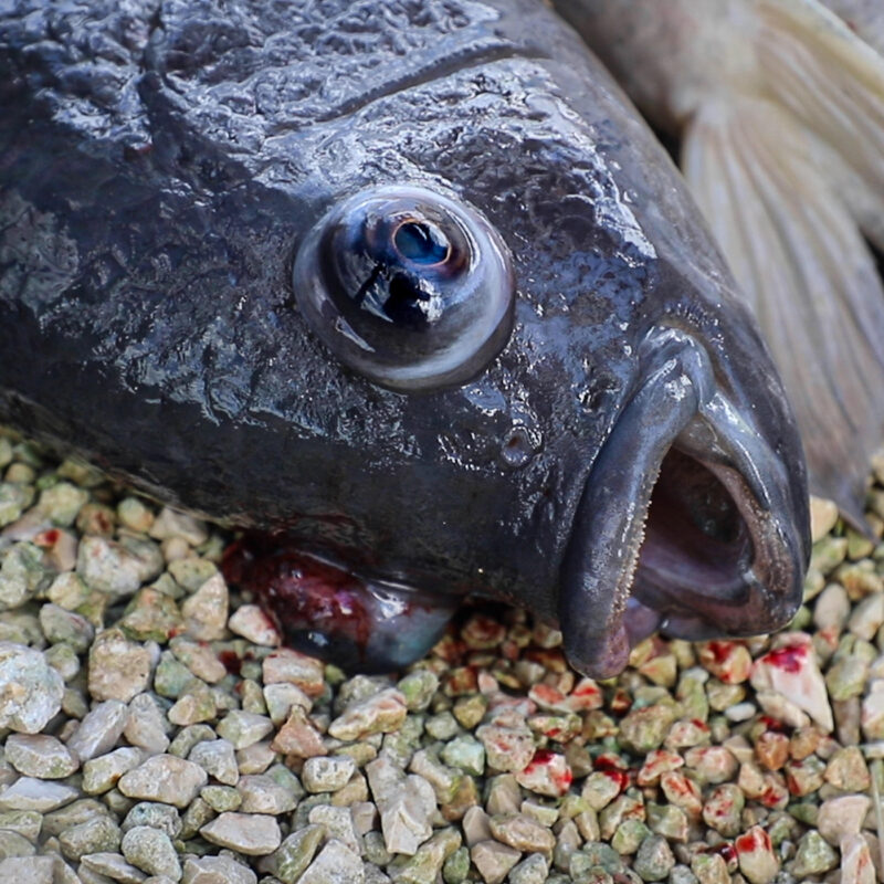 Tilapia fish suffocating