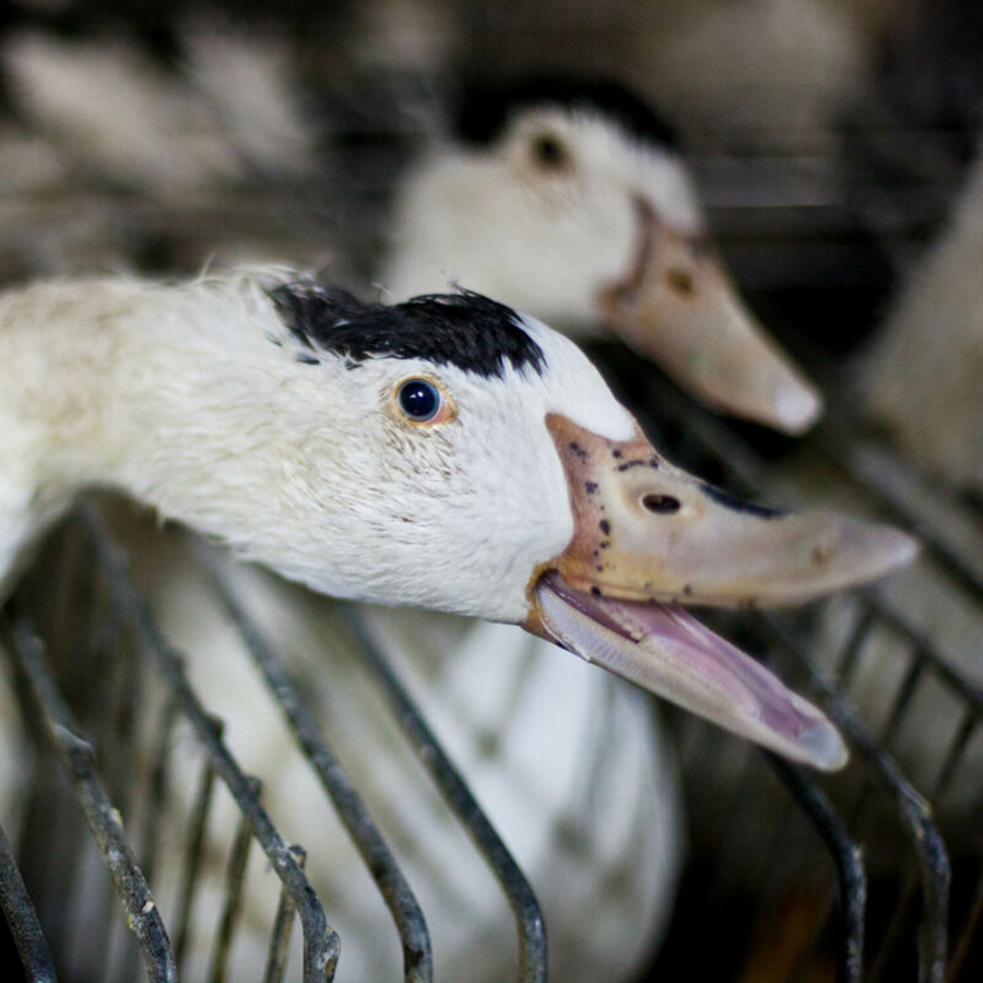 inside of a goose mouth