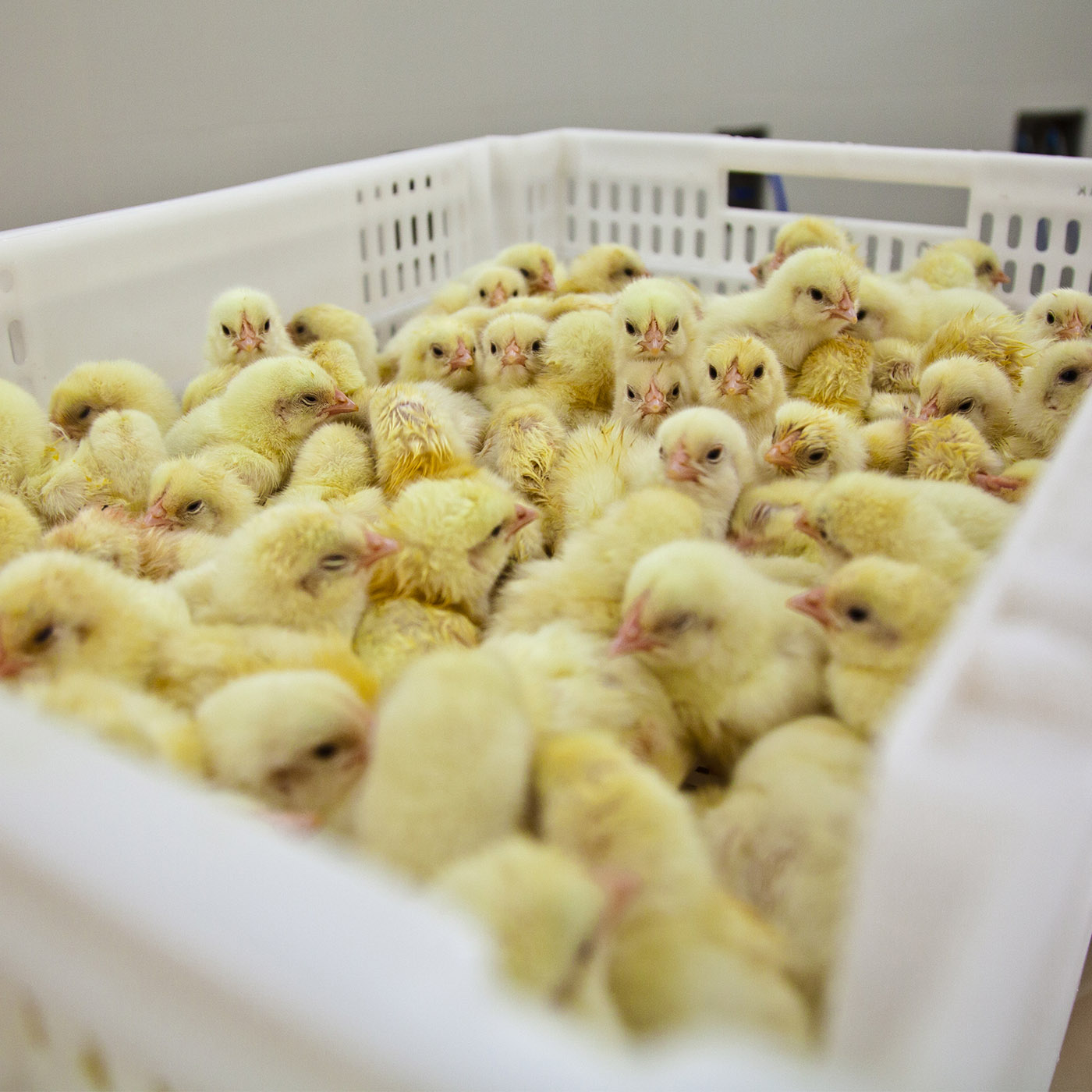 Chicks in the Egg Industry