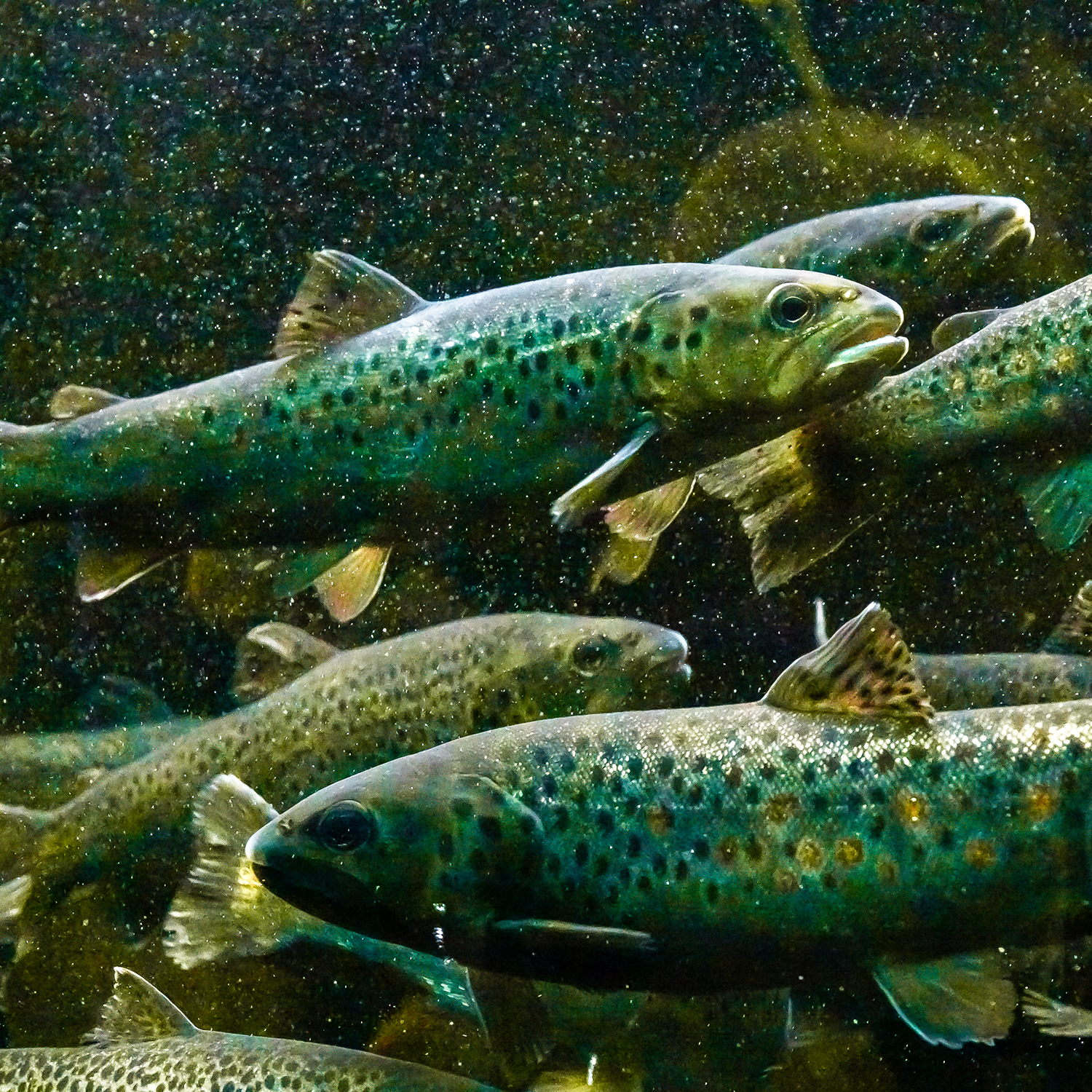 Brown Trout Underwater