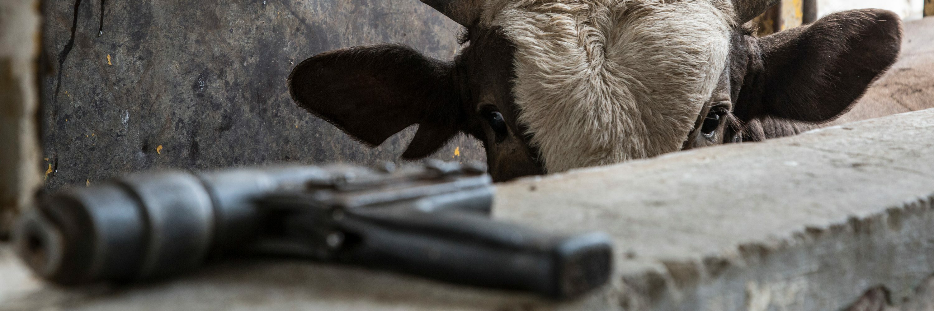 Stunning gun used by slaughterhouse workers to stun animals before killing them