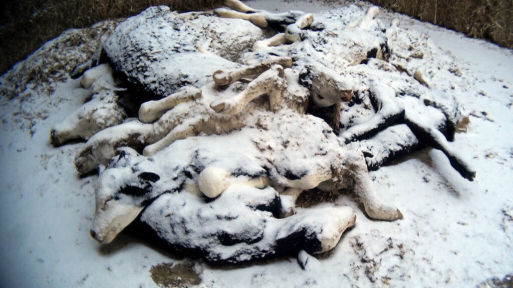 Several dead calves piled up and discarded in the snow outside a dairy farm.