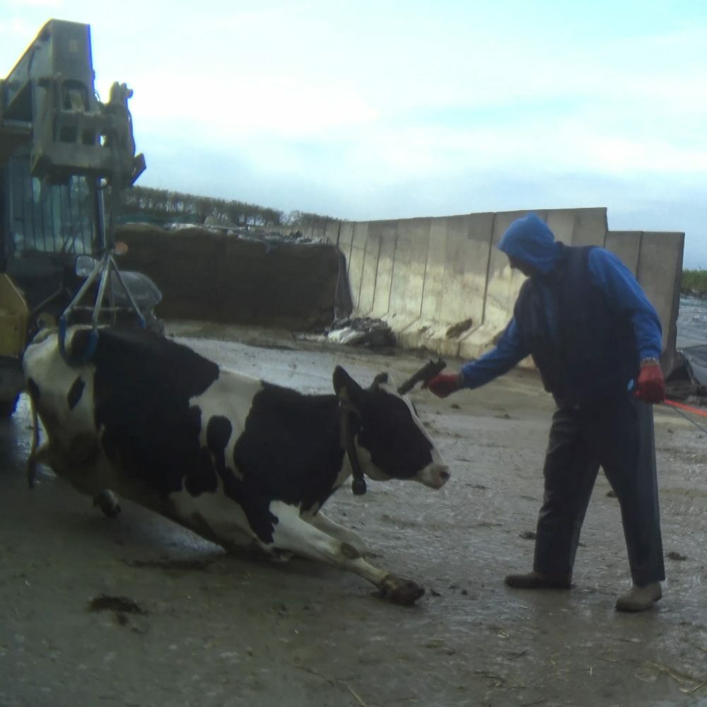 Why Is The Dairy Industry Cruel Animal Equality UK