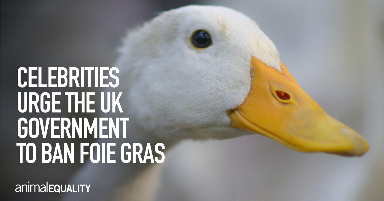 Celebrities Urge Government to Ban Foie Gras Animal Equality UK