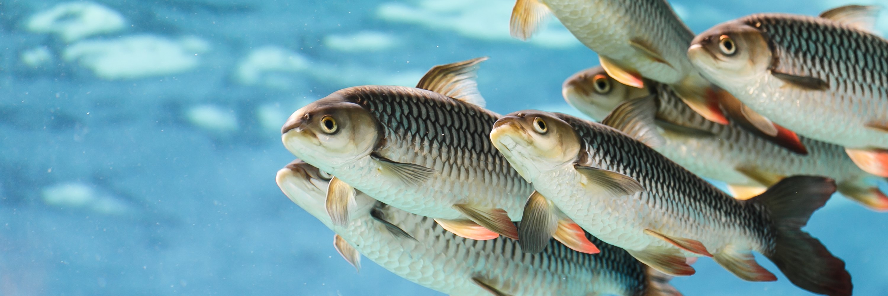 Fish swimming in blue water