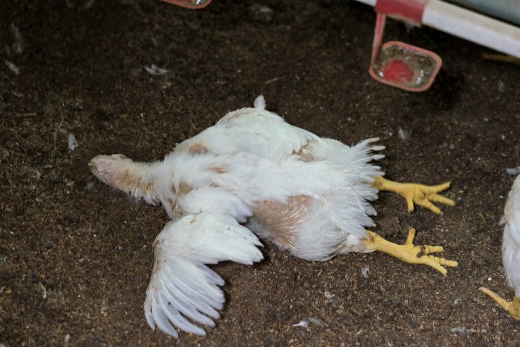 A dead chicken on an intensive farm
