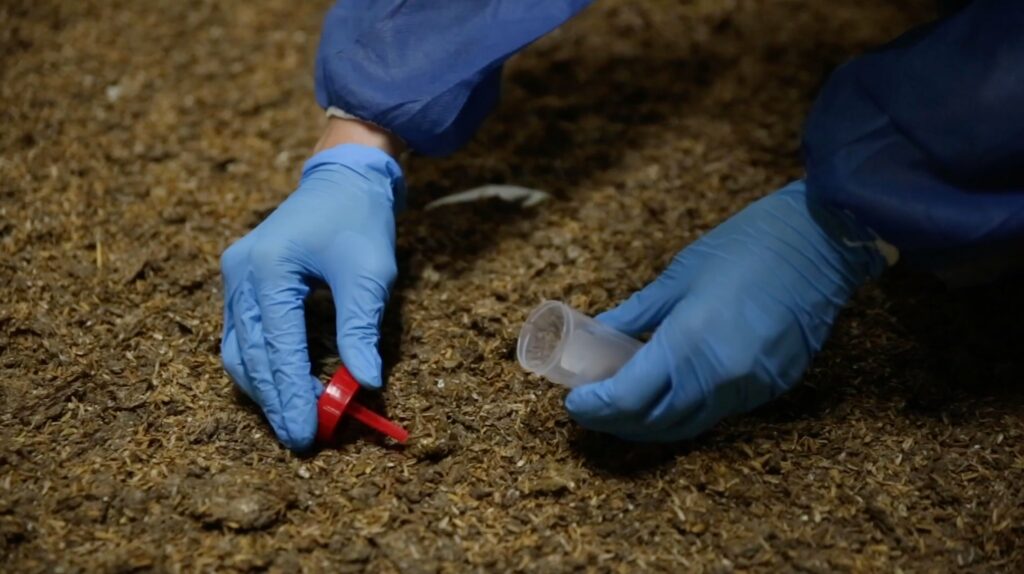 An investigator taking a sample of the bedding of the chickens on a farm