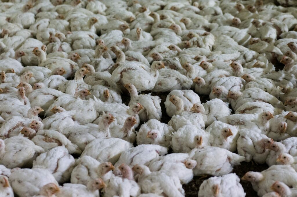 Countless broiler chickens crammed inside a farm