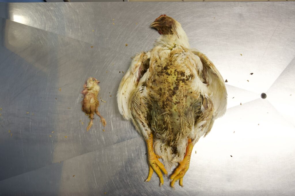 Fast-growing Chickens Are Born to Suffer | Animal Equality UK