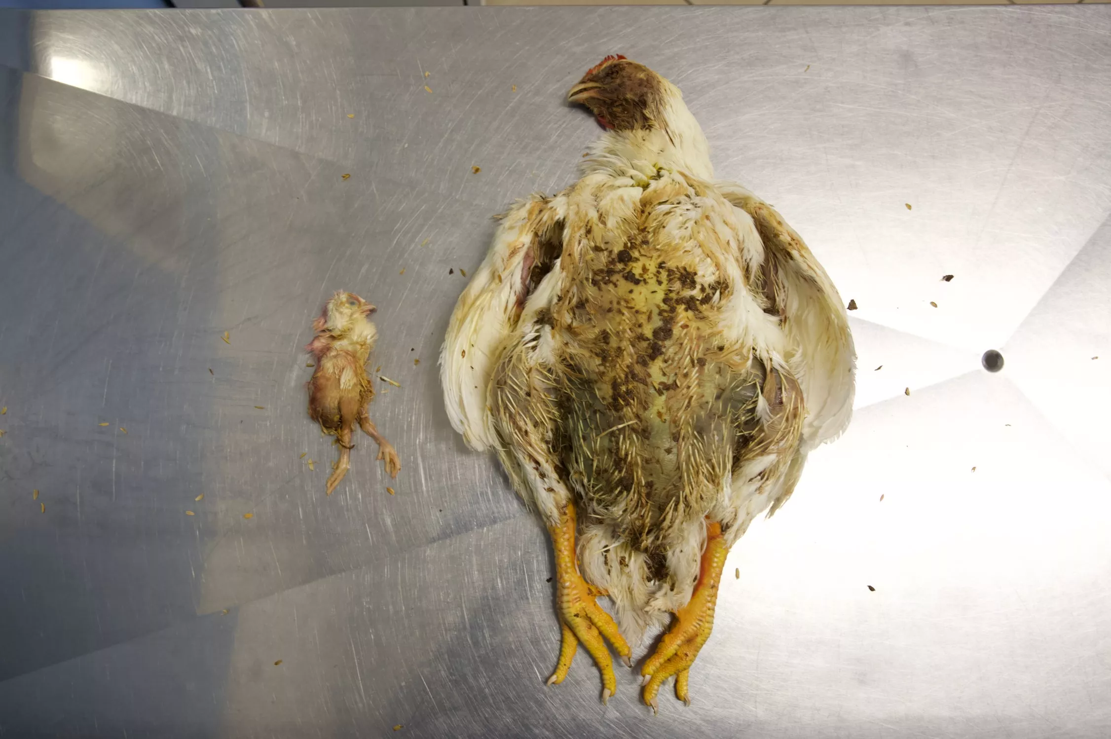 The body of a one-week old fast growing chicken vs the body of a seven-week old fast growing chicken 