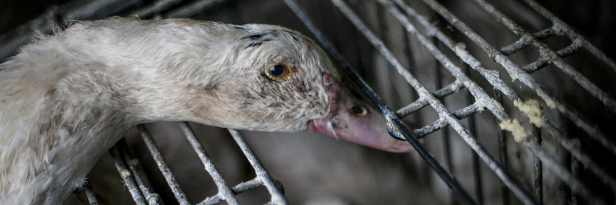 Why Is Foie Gras Still Legal In Europe? Animal Equality UK