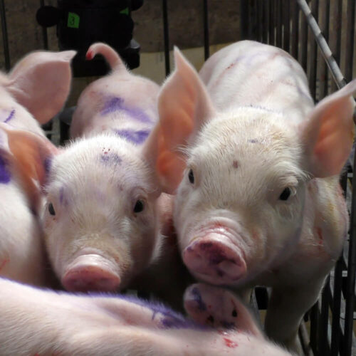 Two young piglets in a cage on a pig farm in Mexico