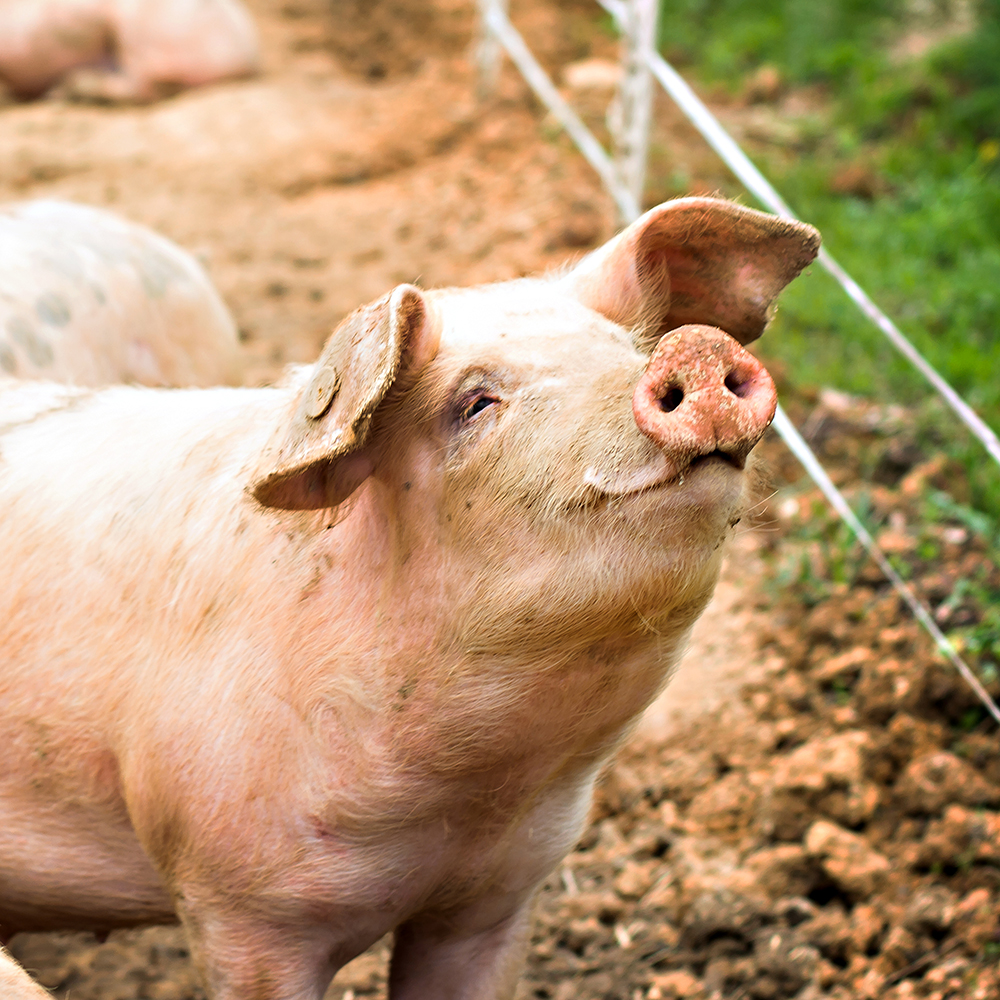 A pig lifting his snout to the air.