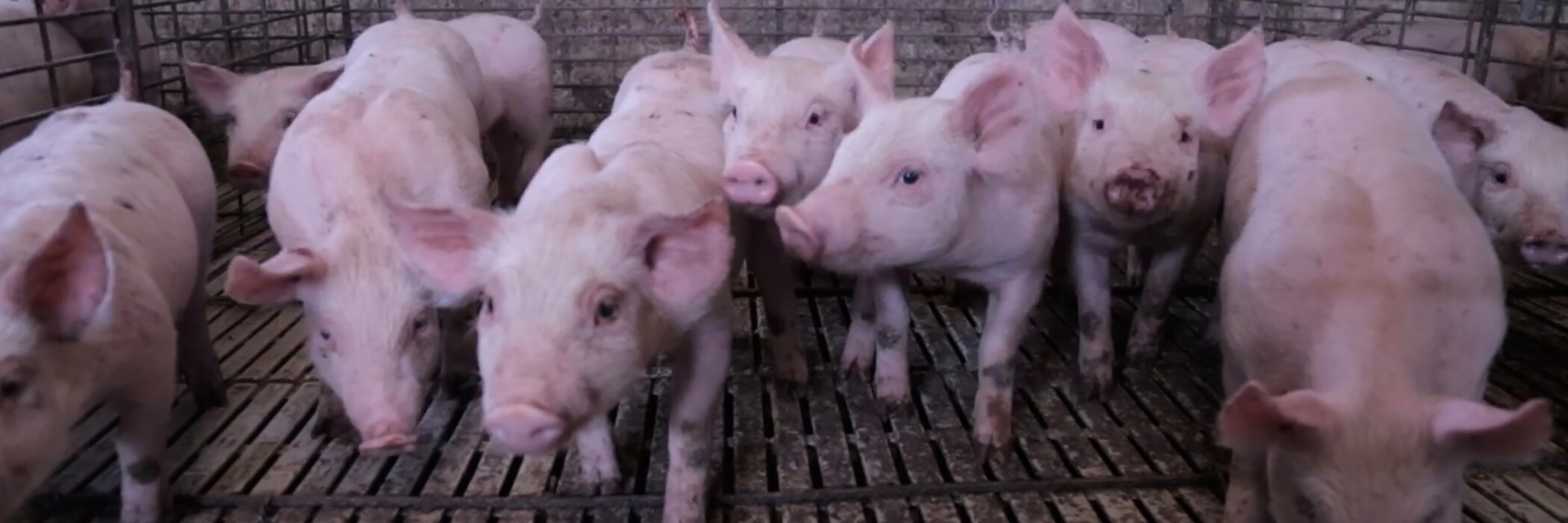 Piglets in a pig farm in Mexico