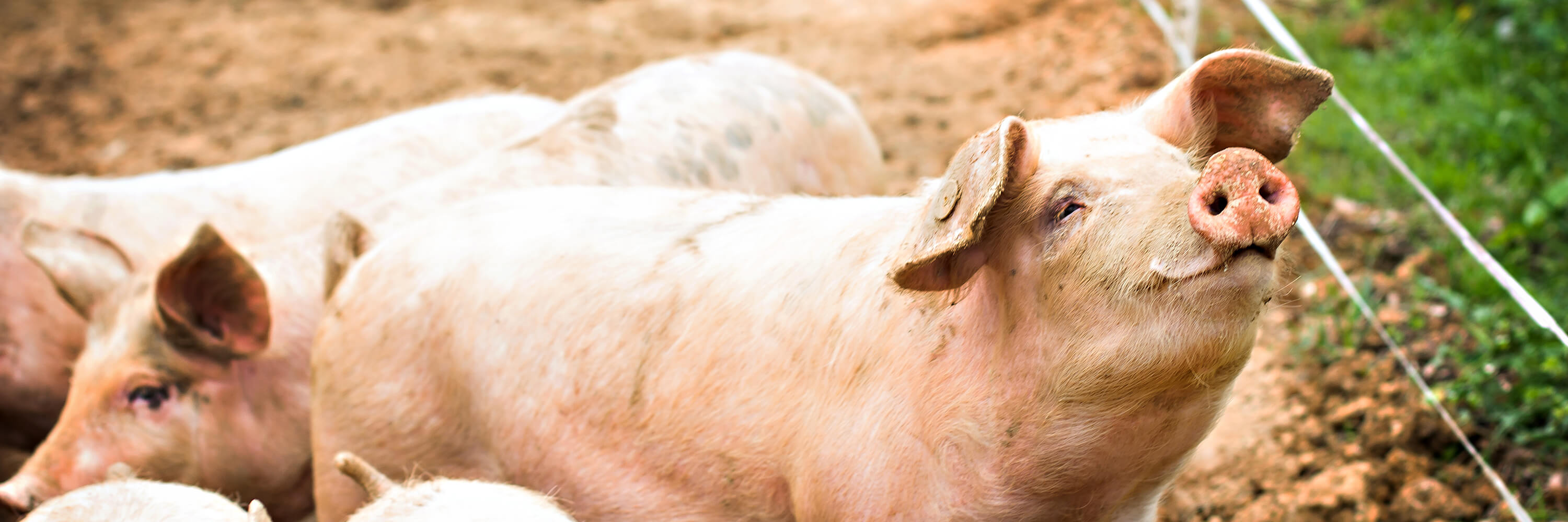 A pig with his snout pointing upwards. Animal Sentience to be recognised in UK Law.