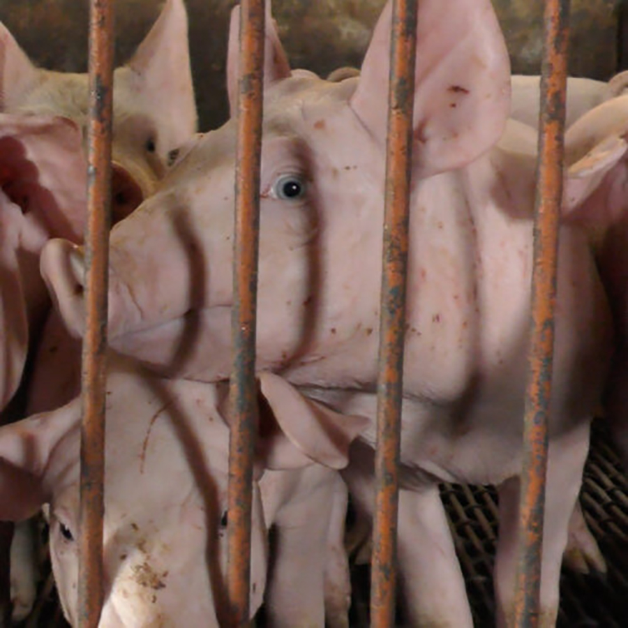 Piglets behind metal bars in a factory farm