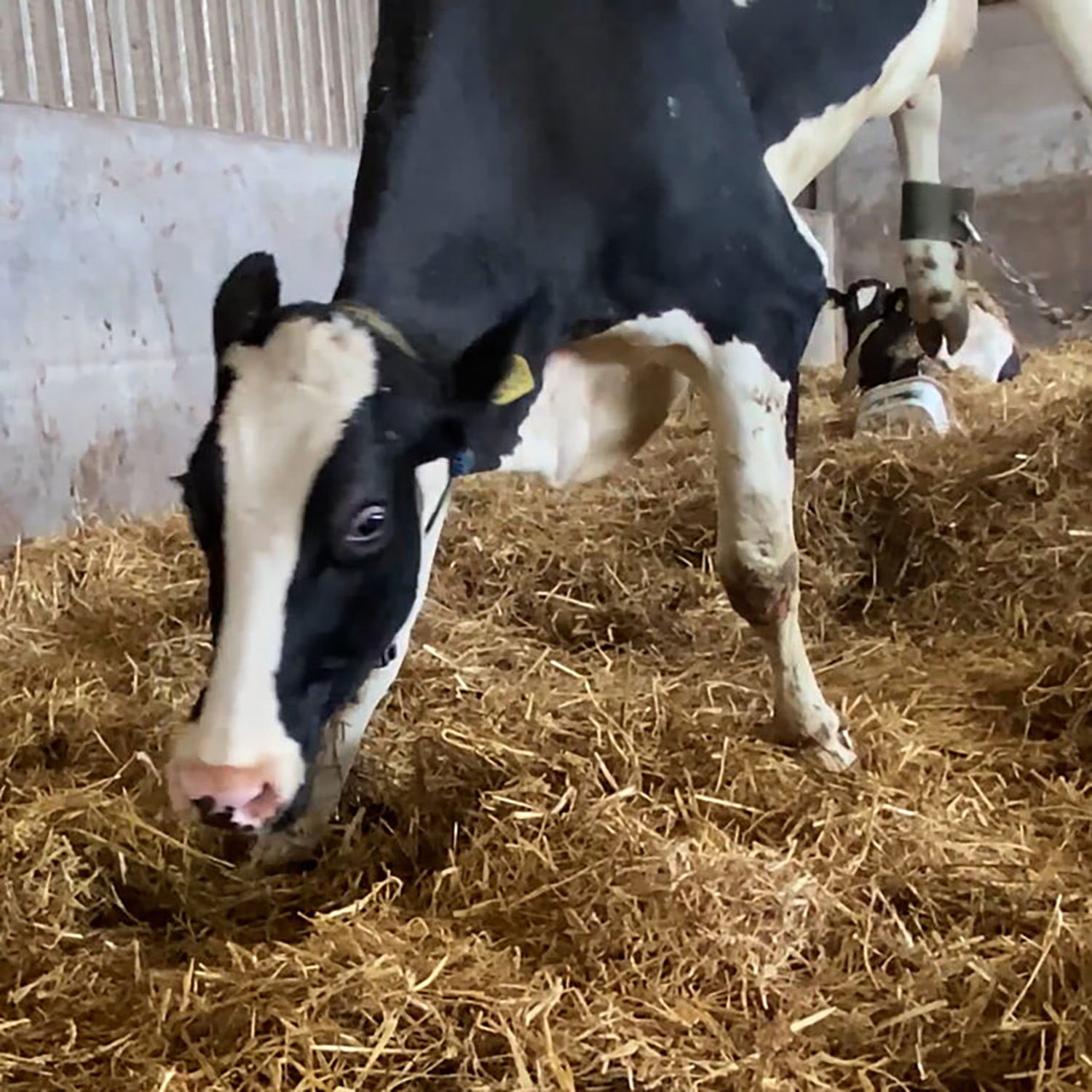 A black and white cow being lifted off the ground by her hips in inappropriate use of a hoise on a dairy farm