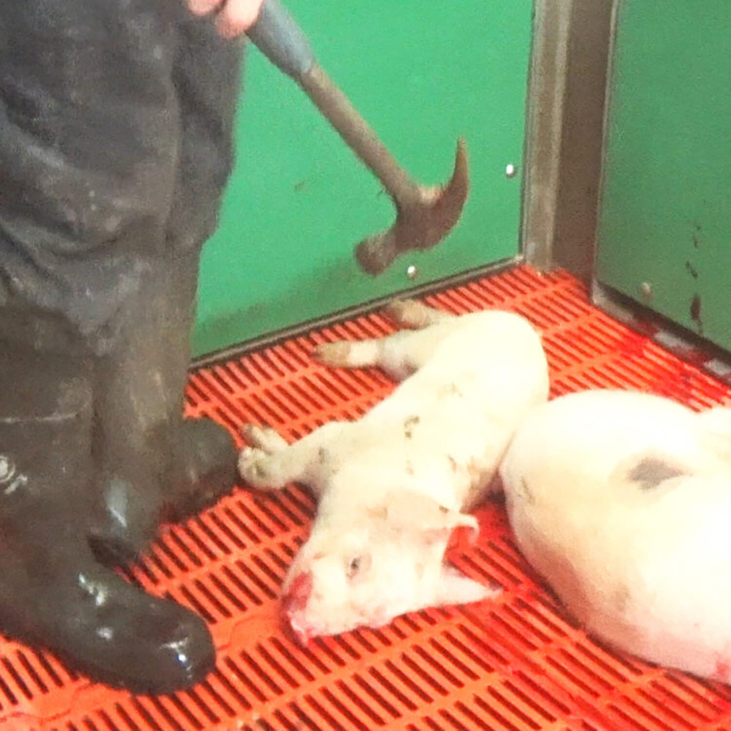 Two piglets lying on the floor, a farm worker holds a hammer over one.