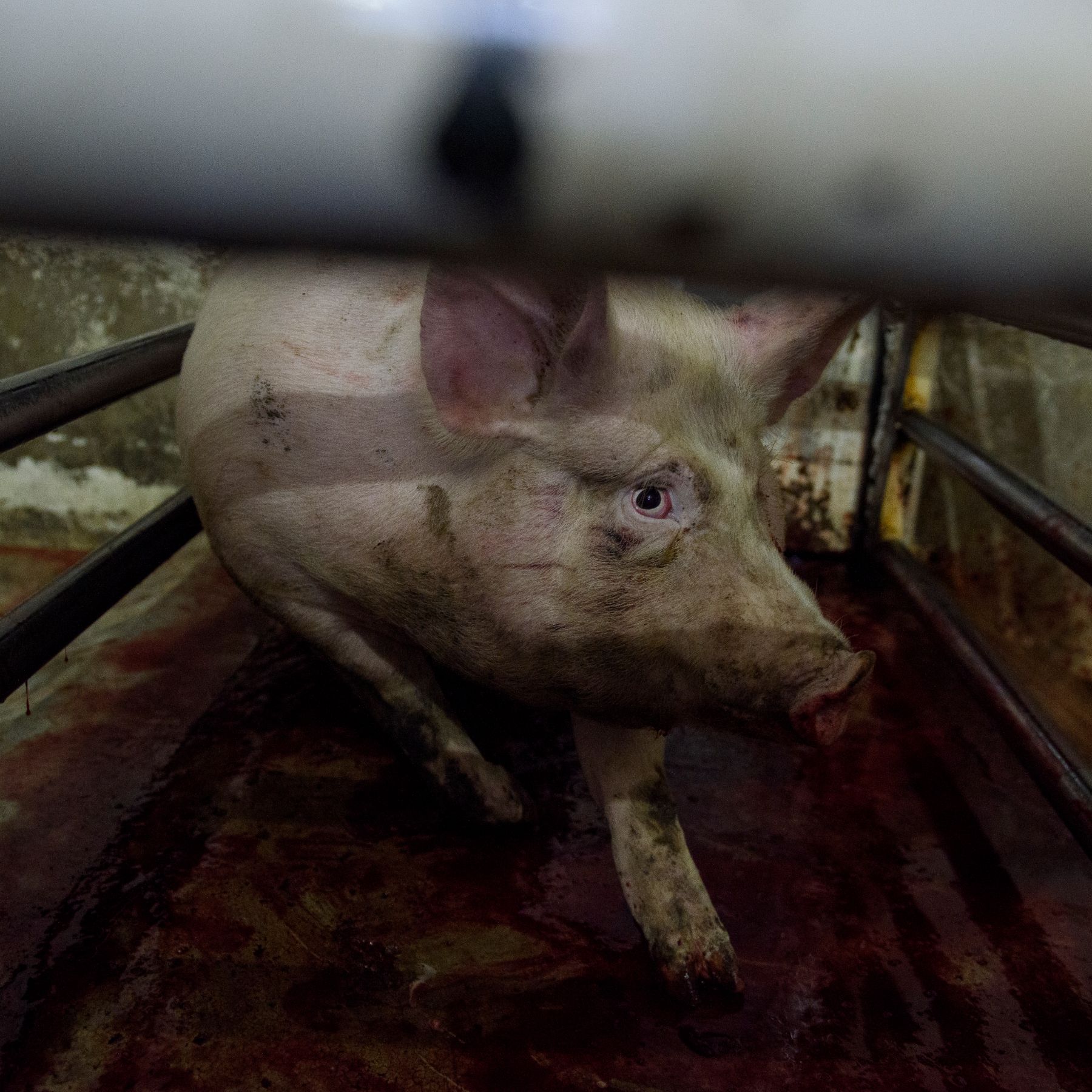 Does Humane Slaughter Exist? | Animal Equality UK