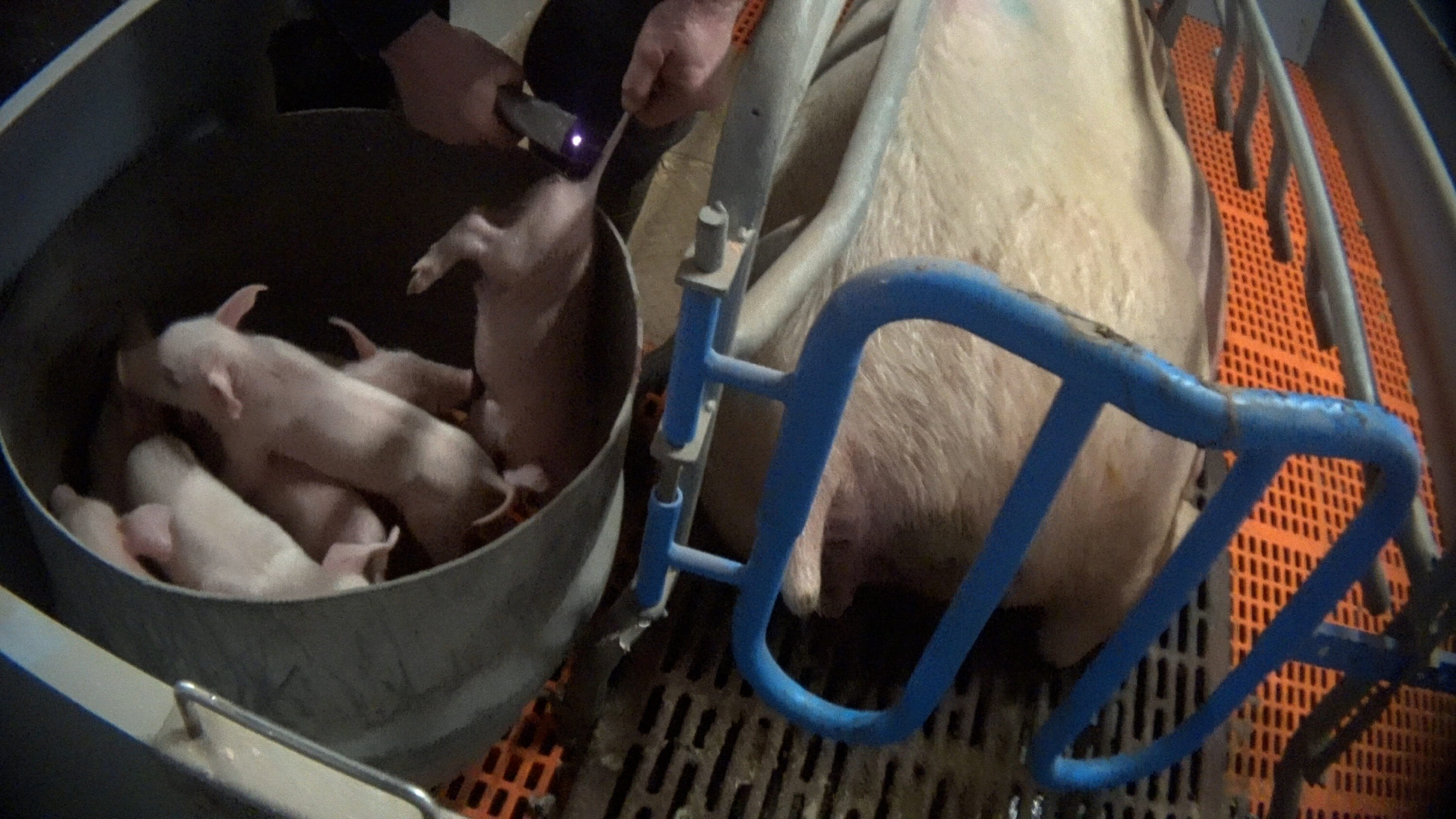 The Issue Of Routine Tail Docking Inside UK Pig Farms Animal Equality UK