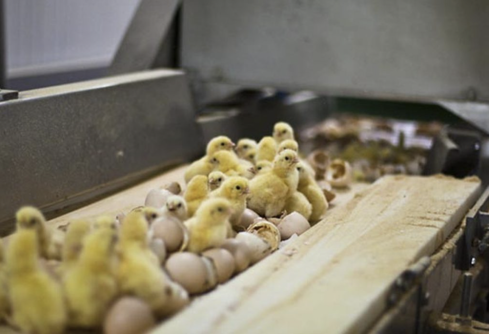 several male chicks on a conveyor belt about to be slaughtered by maceration