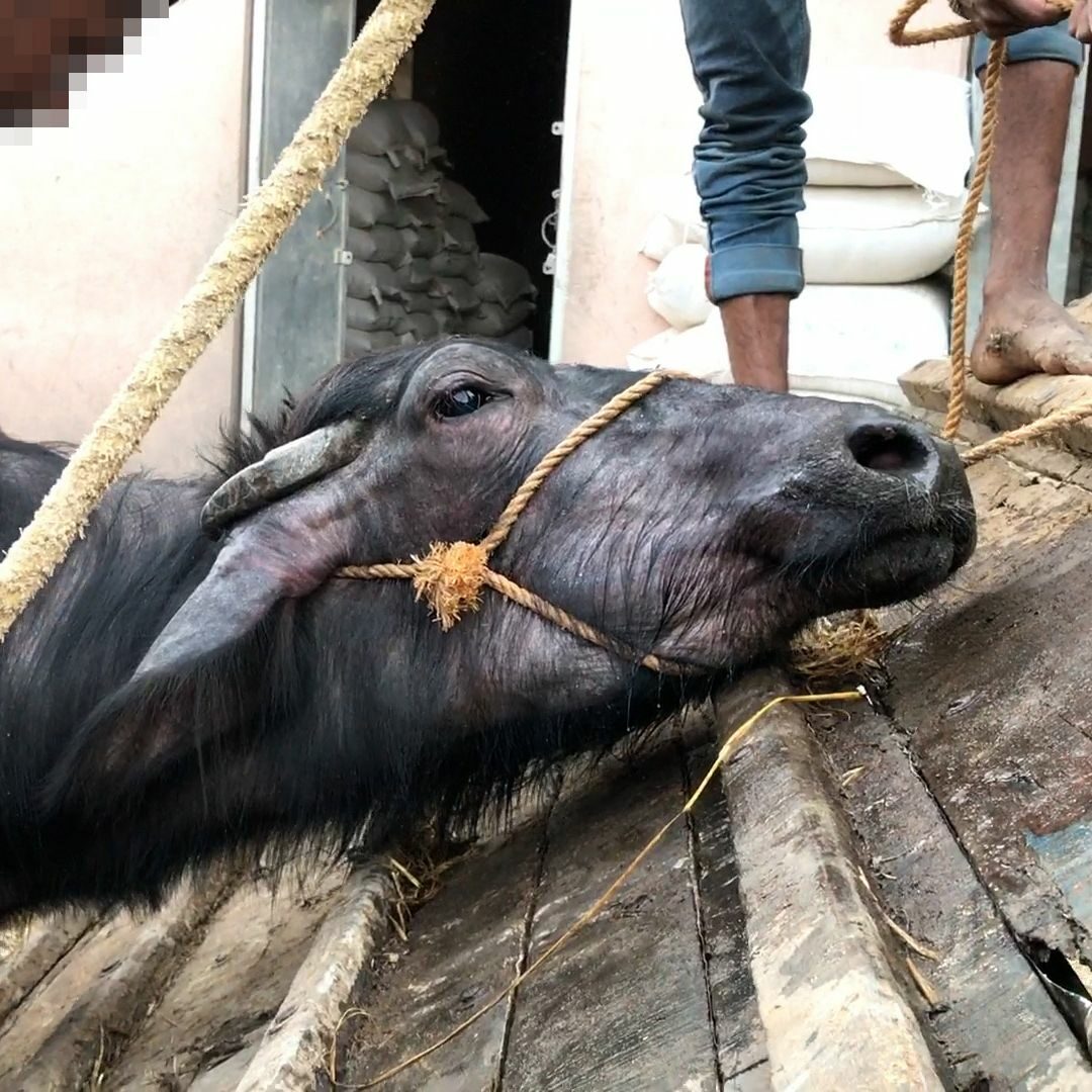 Indian Authorities Urged to Prosecute Buffalo Abusers