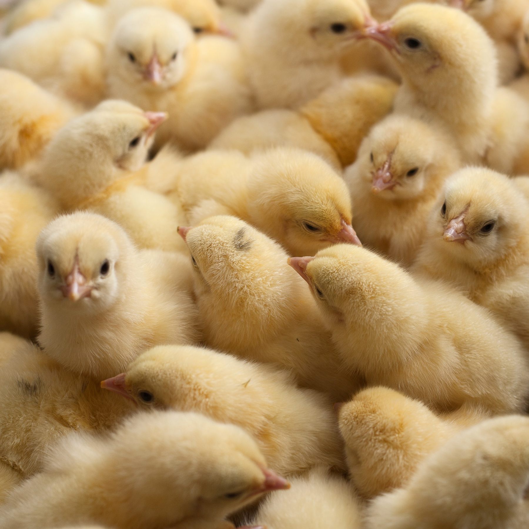 Фото развития цыпленка. Кобб 500. Маленькие цыплята которые сейчас продаются на заказ.